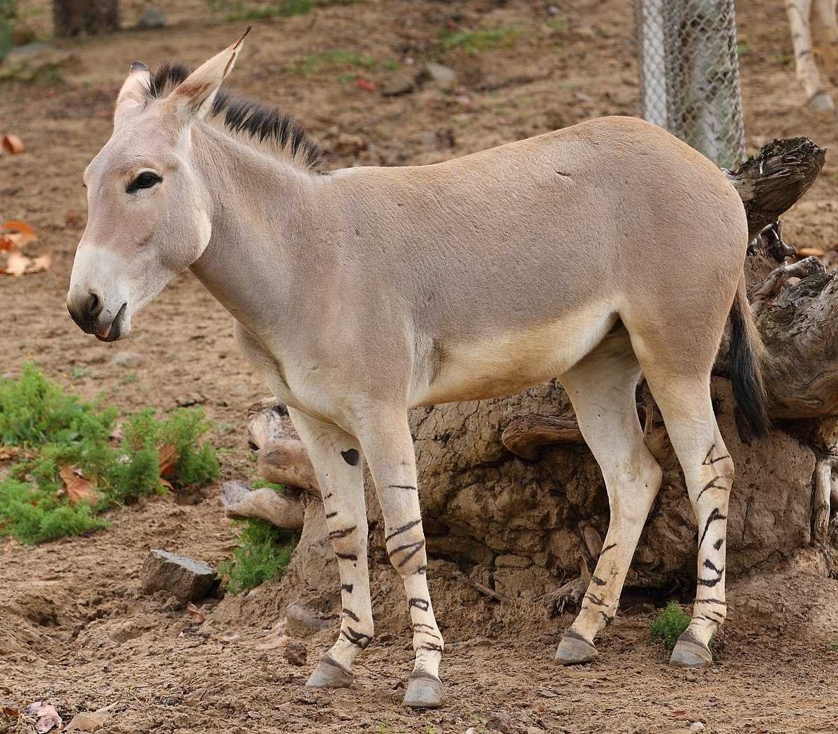 Дикий осел Кулан