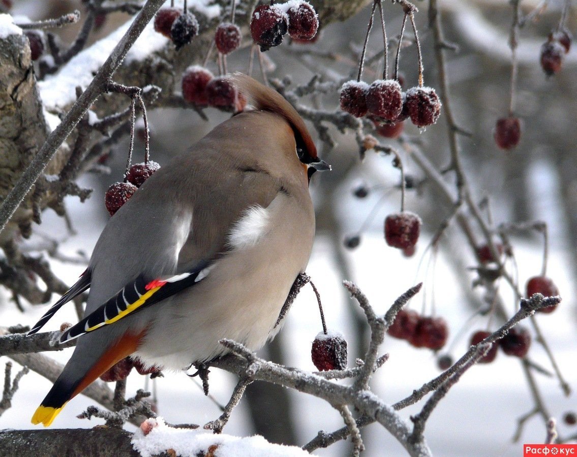 Свиристель зимующая птица