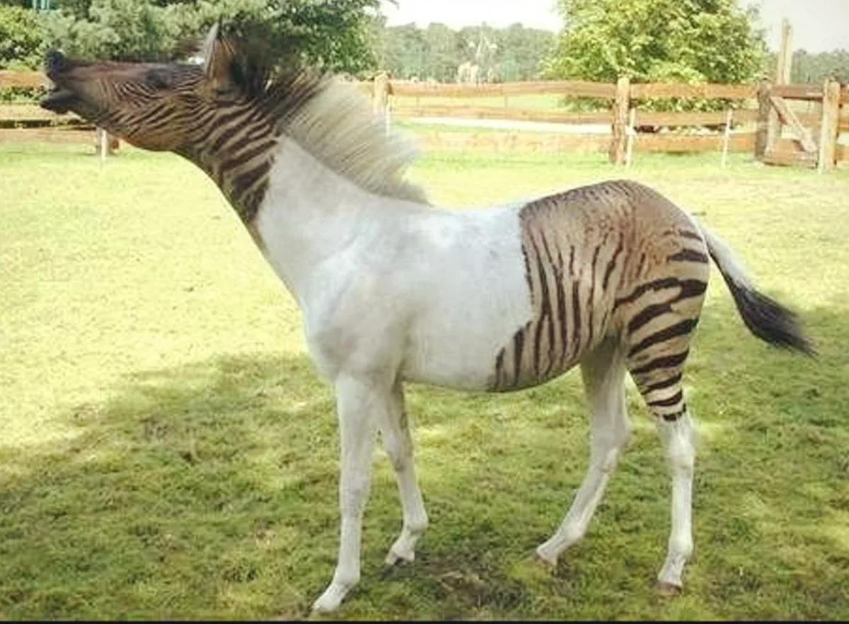 Зеброид Лигр