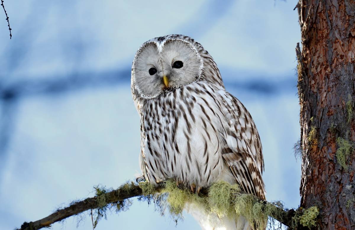 Длиннохвостая неясыть белая