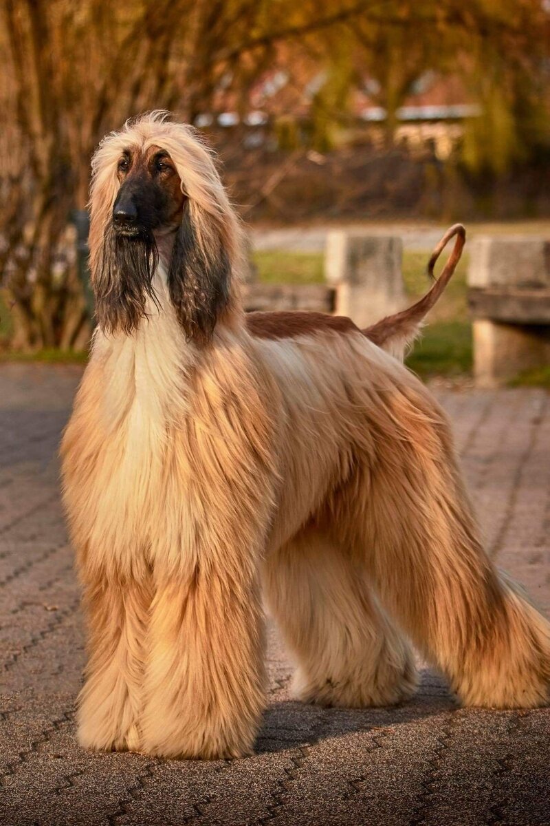 Афганская овчарка