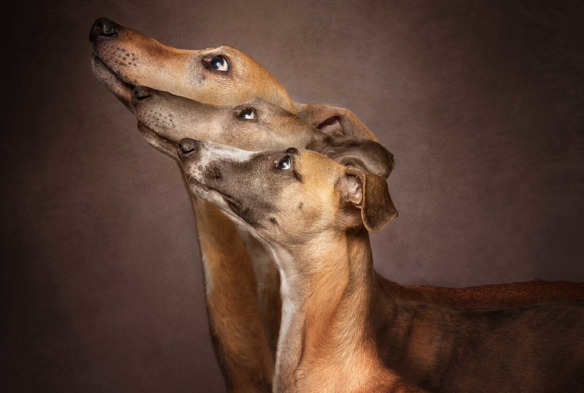 Обои на рабочий стол собака на черном фоне