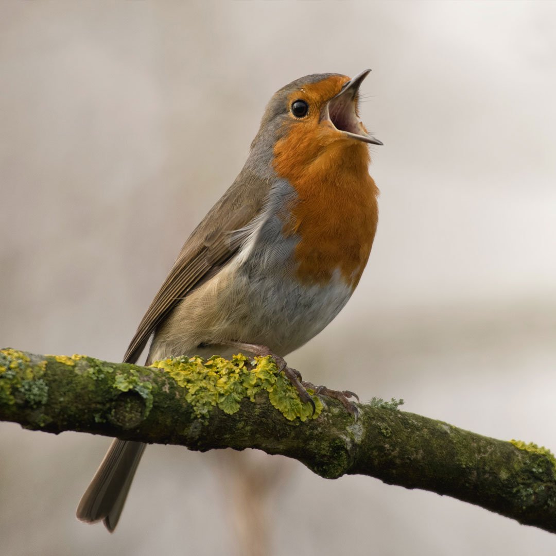 Маленькая птичка кофейного цвета