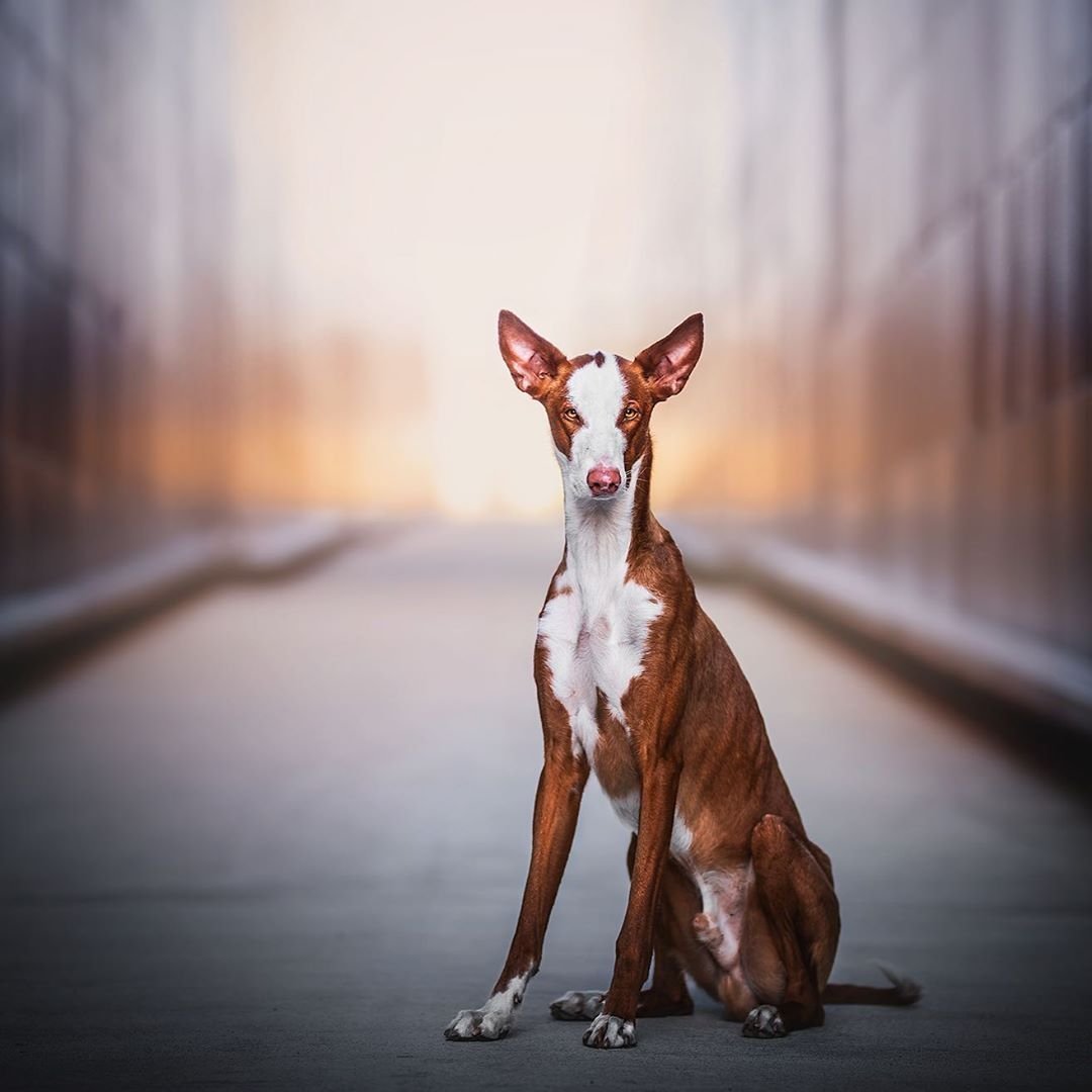 Ивисская борзая Поденко ибиценко