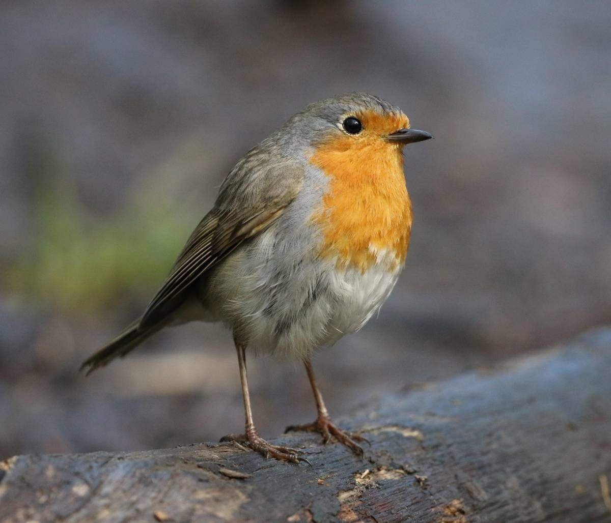 Зарянка Подмосковная