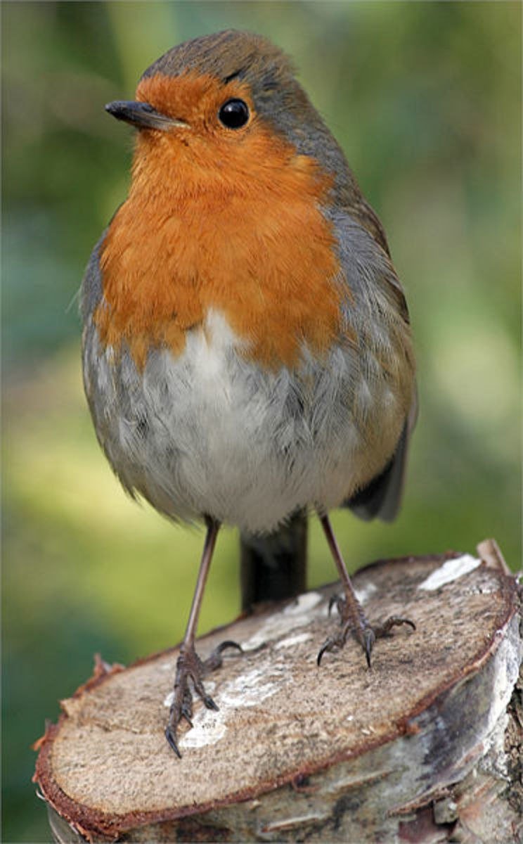 Robin Redbreast