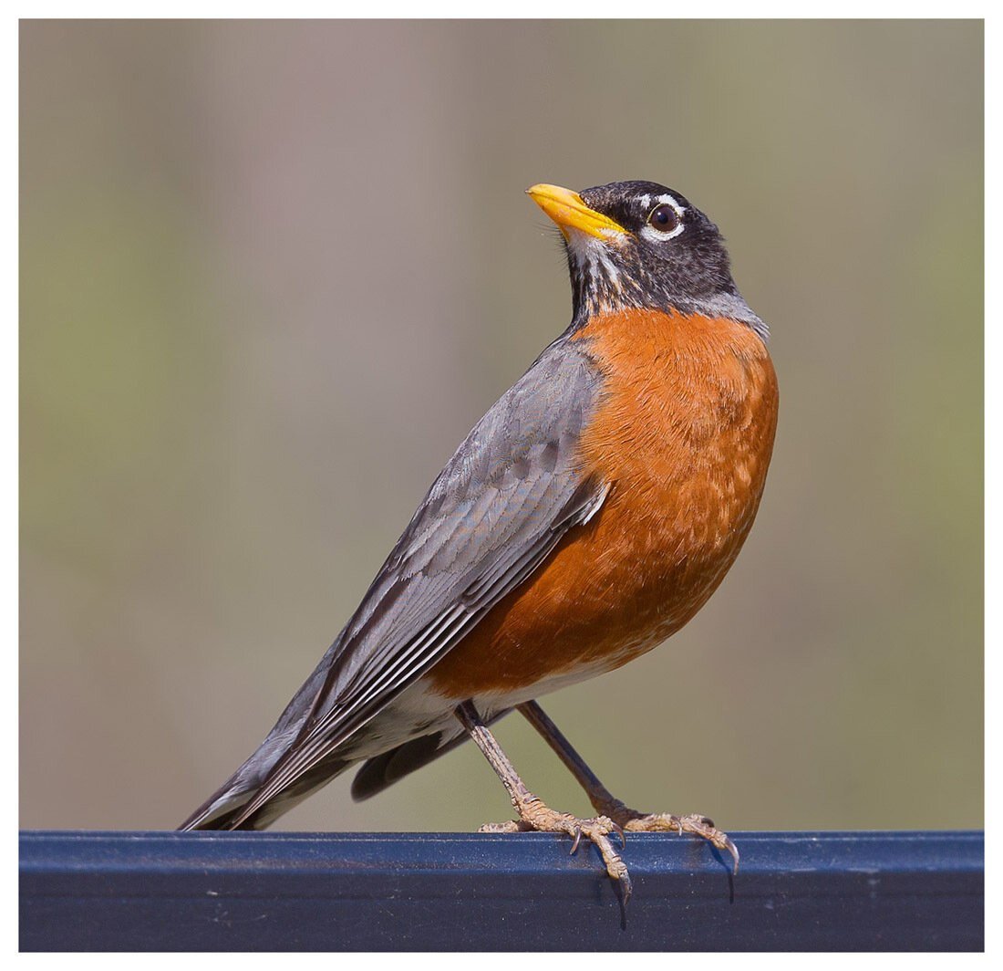 Зарянка горихвостка