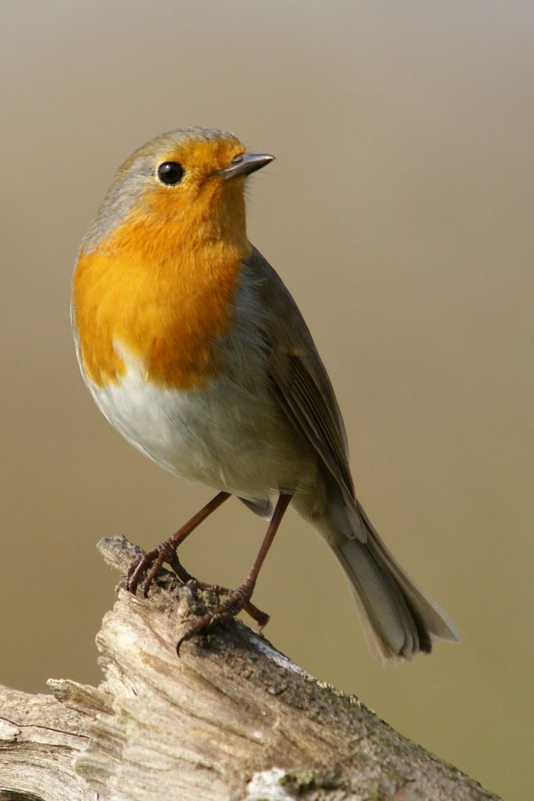 Зарянка, Щур