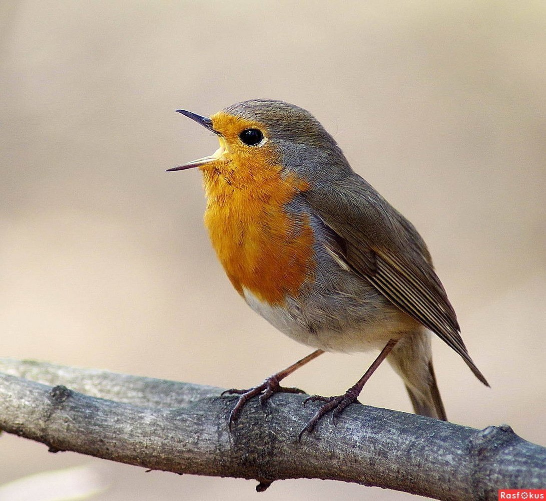 Зарянка обыкновенная