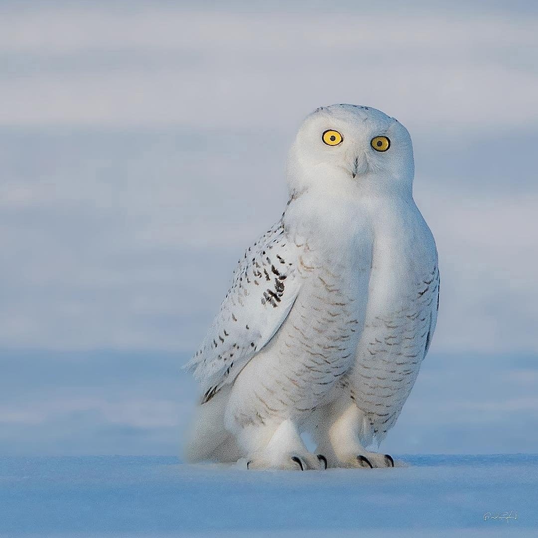 Животные тундры Полярная Сова