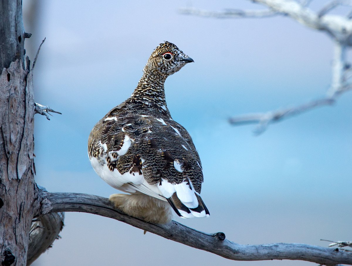 Тундряная куропатка
