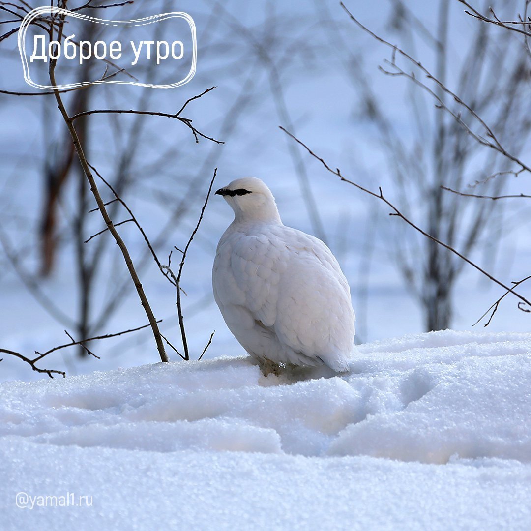 Куропатка Ямбург