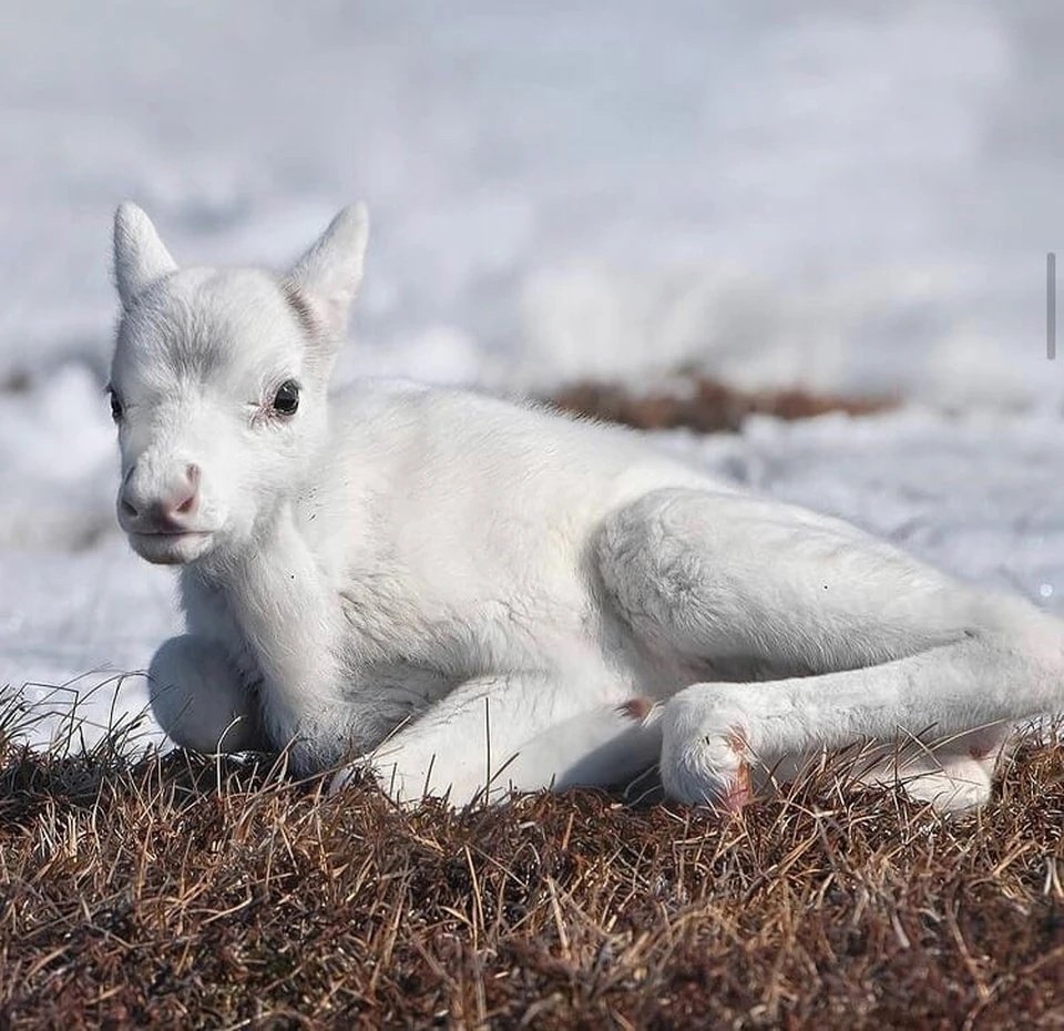 Маленький Северный зверек белый