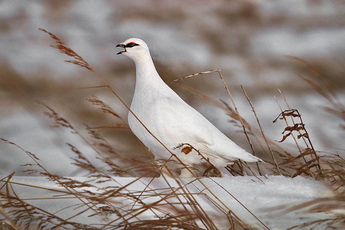 Тундровая куропатка