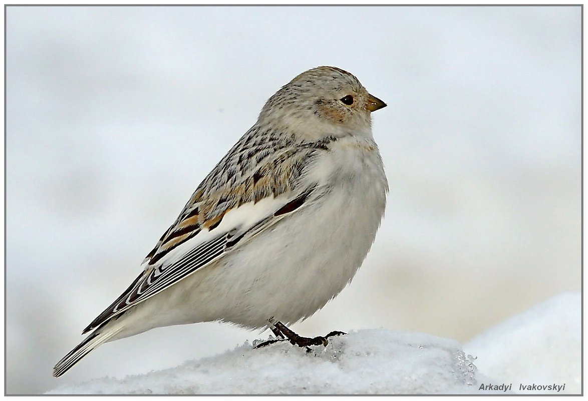 Певчие птицы Ямала