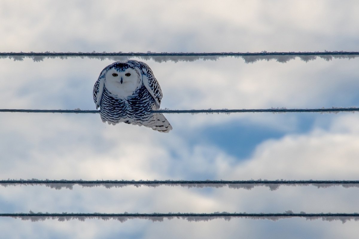 Совы Полярные