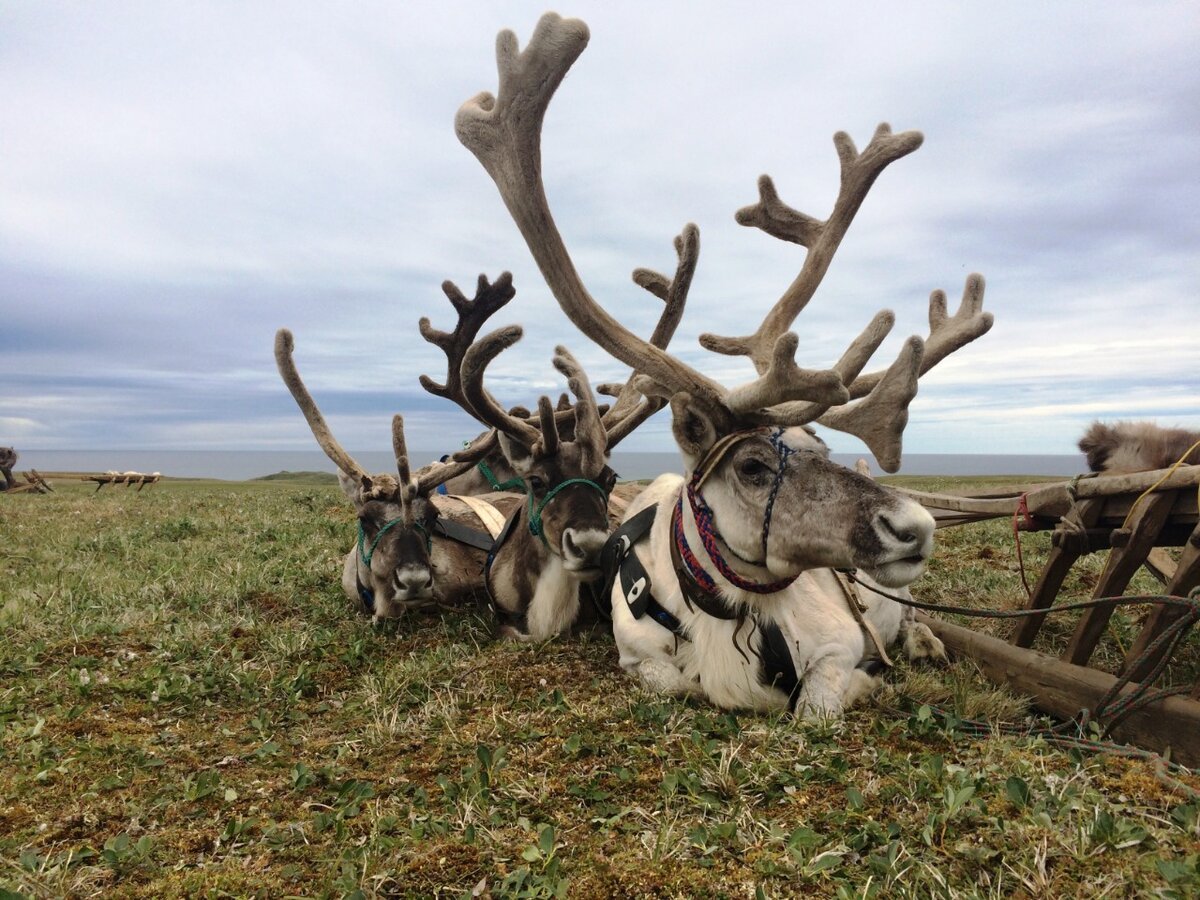 Ямал тундра ненцы