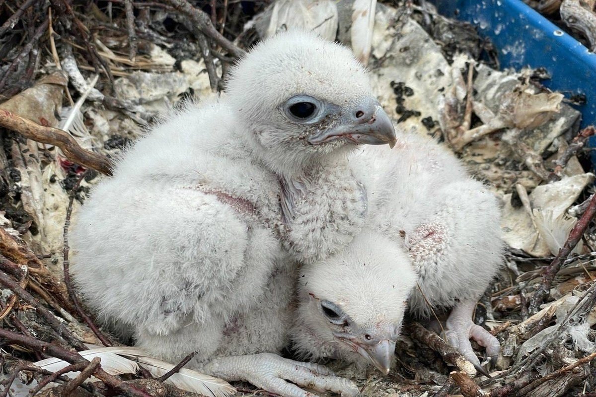 Самые известные животные на Ямале