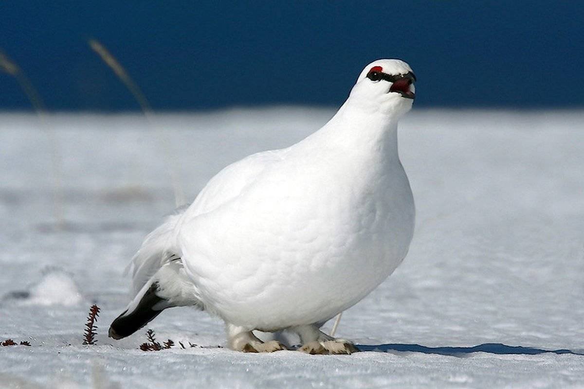 Полярные куропатки в тундре