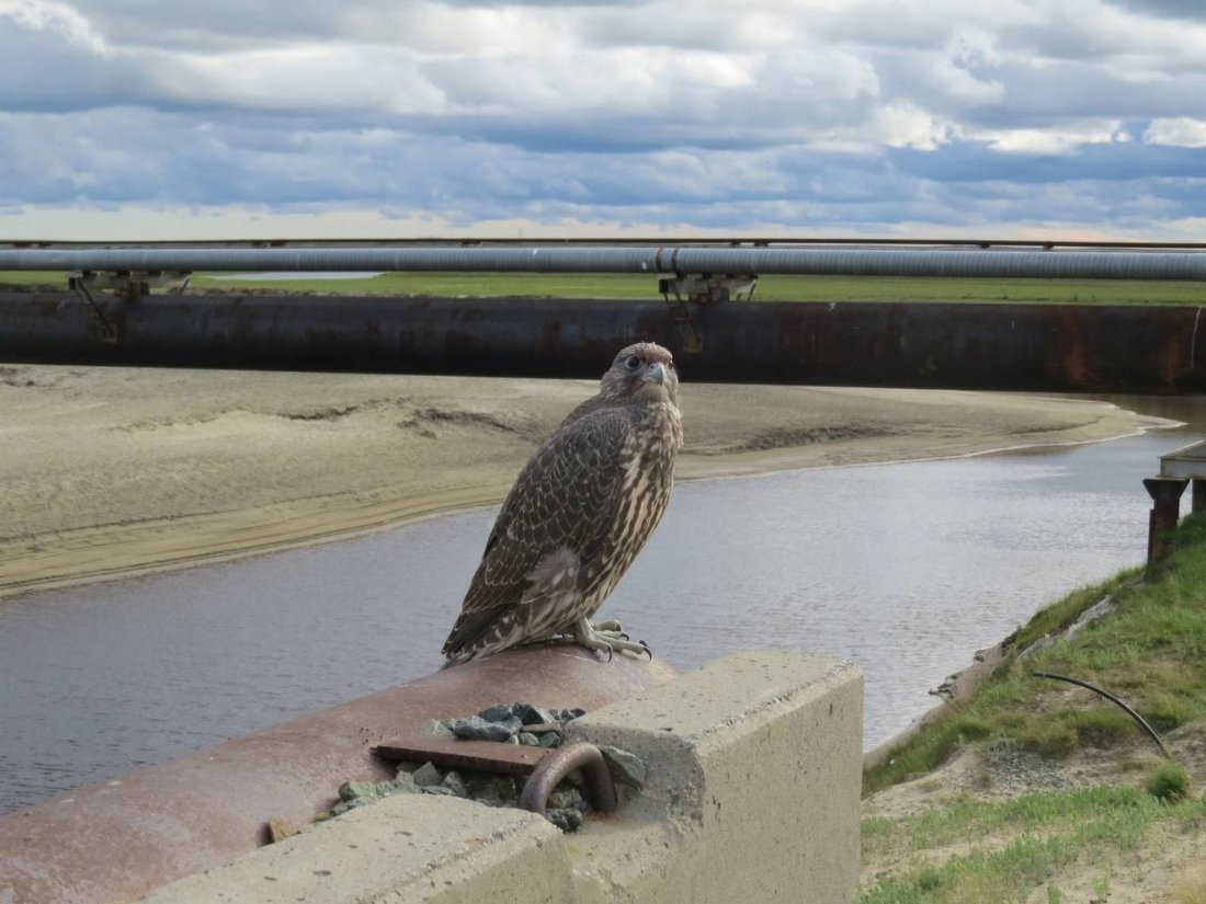 Сапсан птица