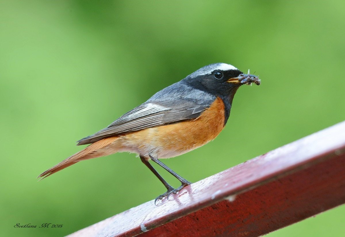 Горихвостка лысушка