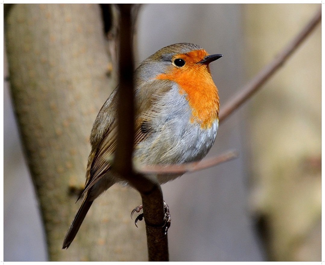 Зарянка голубая