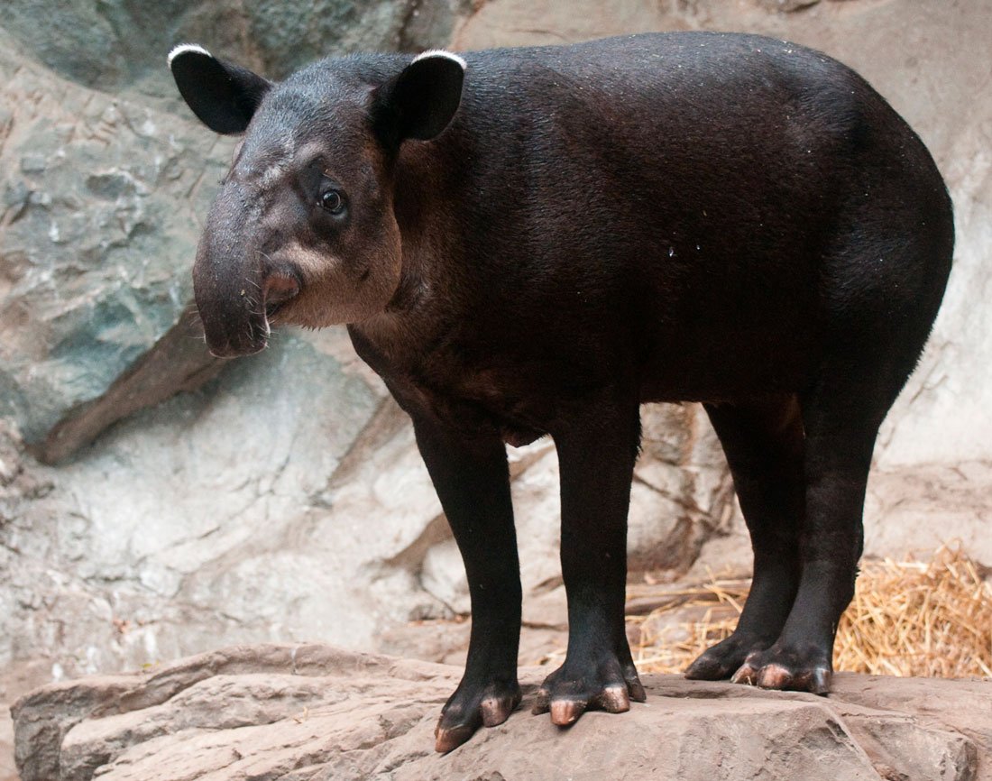 Центральноамериканский тапир Бэрда
