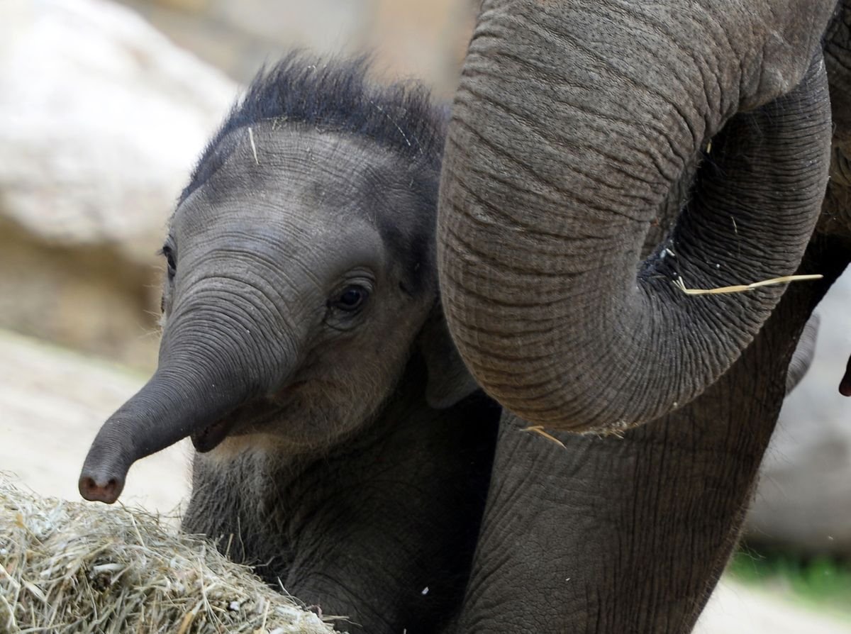 Слон с маленьким хоботом