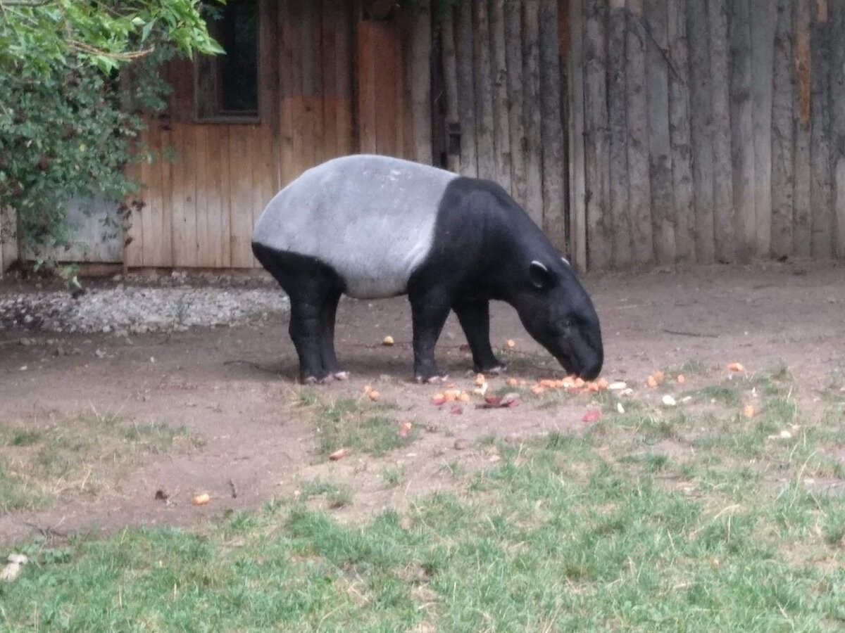 Тапир животное самец