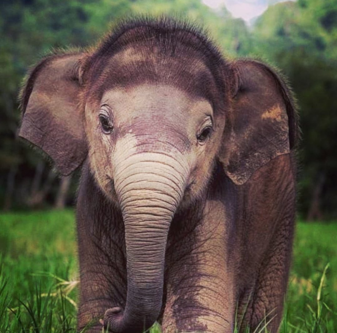 Смешной слон