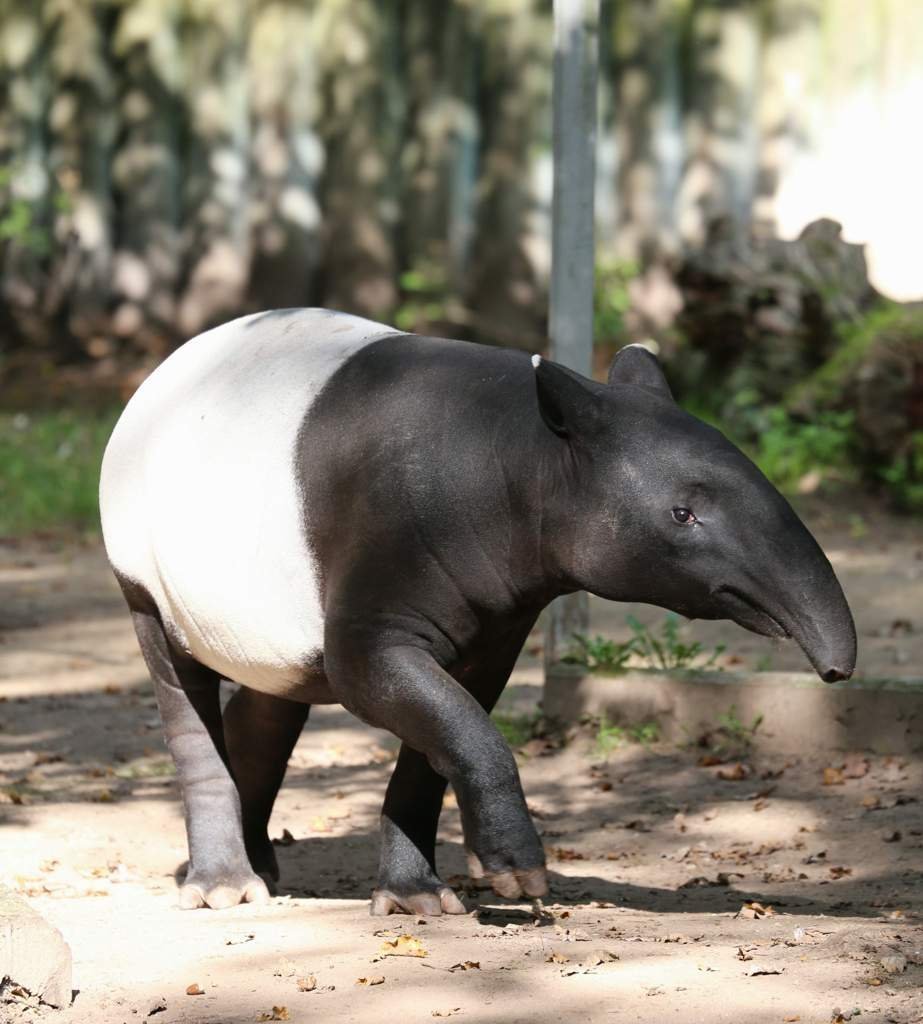 Равнинный тапир