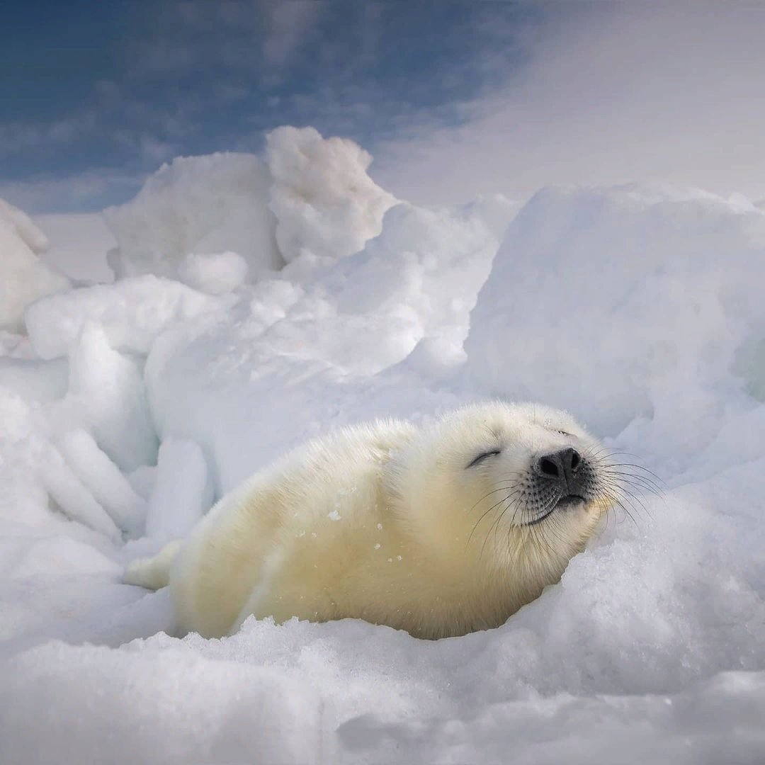 Байкальская Нерпа Белек