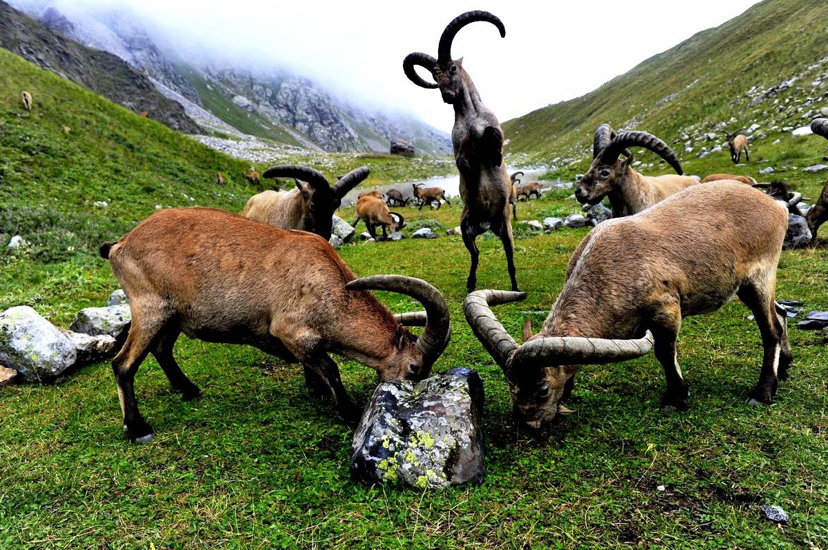Горный баран в Дагестане
