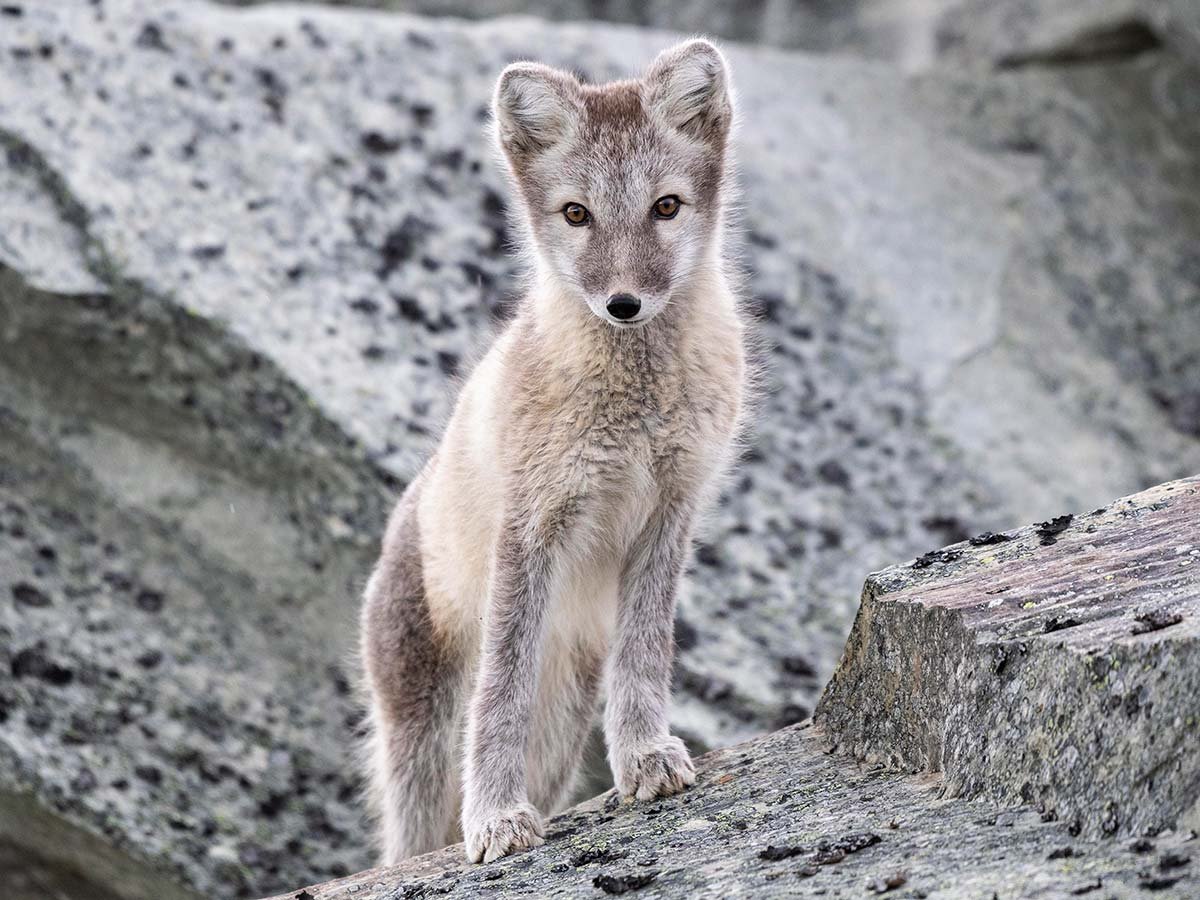 Песец в Подмосковье