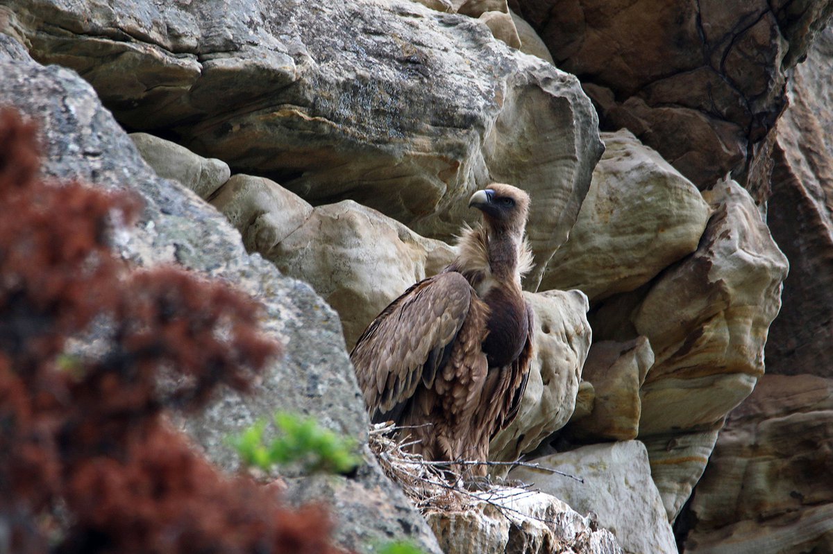 Белоголовый СИП гнездо