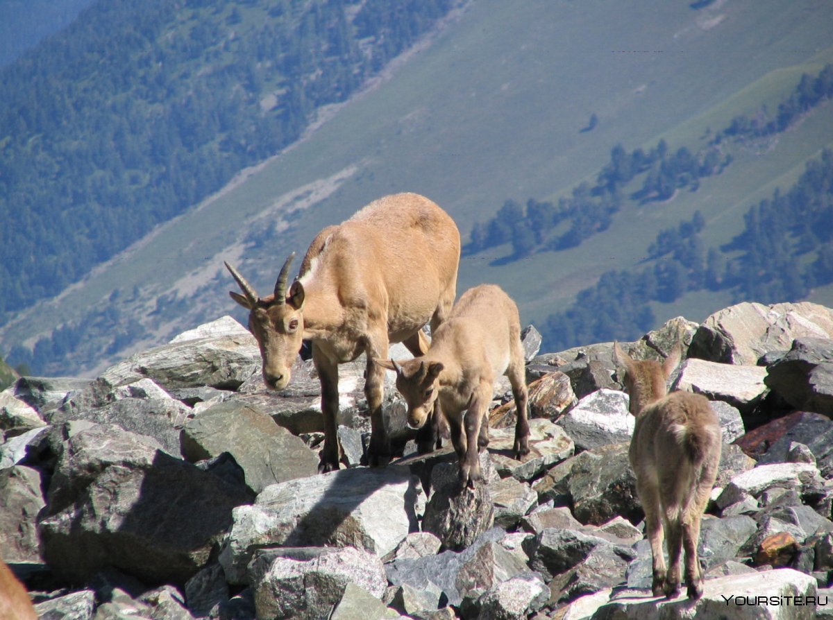Тебердинский заповедник Домбай животные