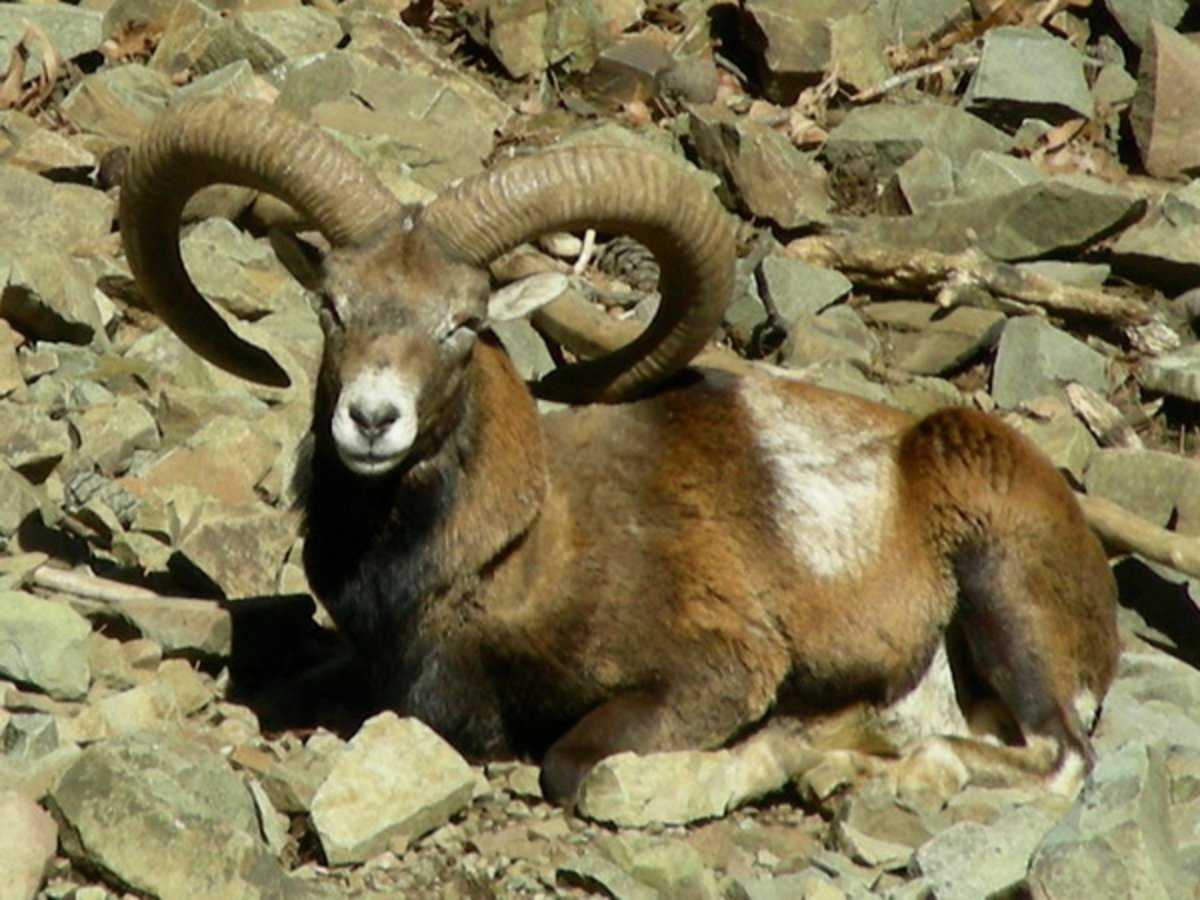 Дикий баран муфлон