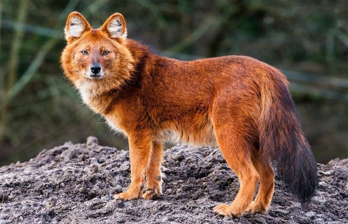 Тянь-Шанский красный волк