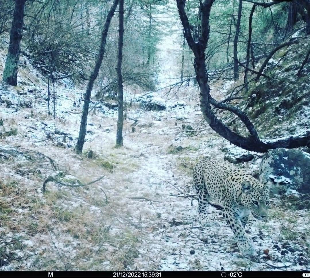 Хунзахский леопард