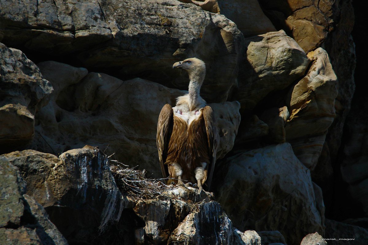 Белоголовый СИП гнездо
