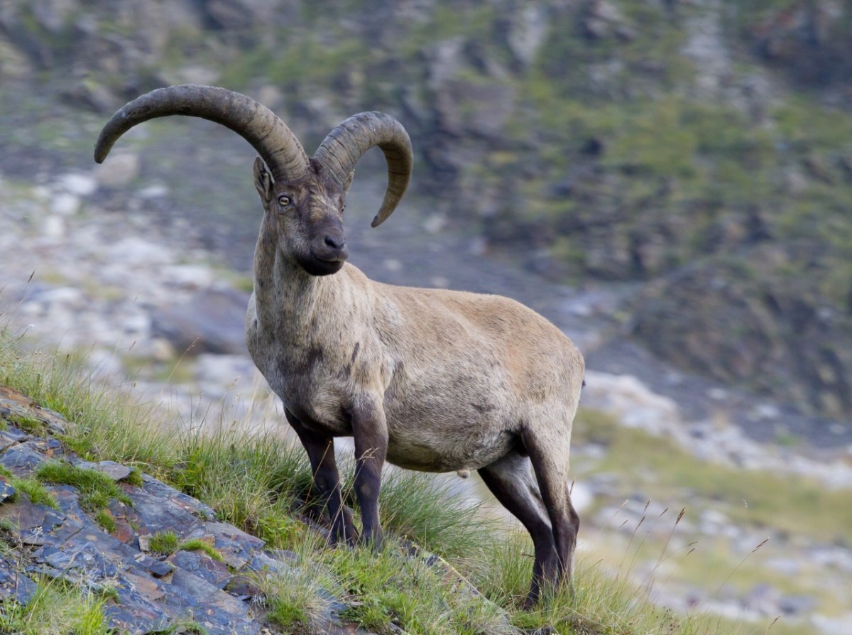 Безоаровый козел Дагестан горы