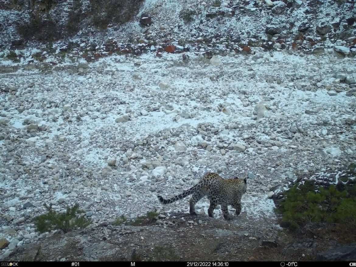 Переднеазиатский леопард в Дагестане