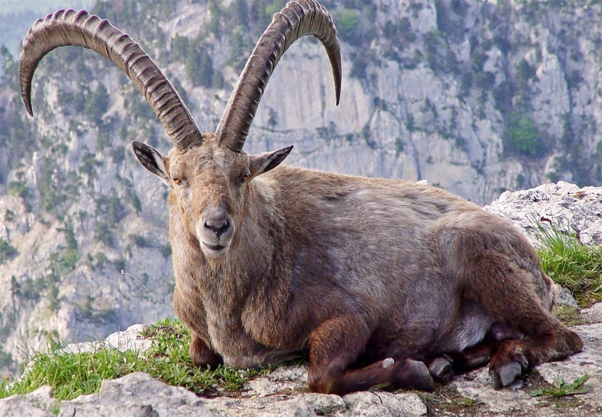 Пиренейский каменный козел