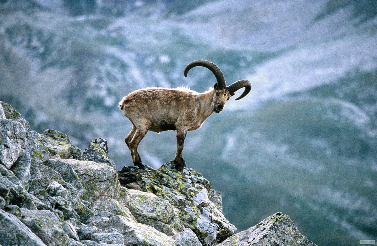 Тебердинский заповедник Серна