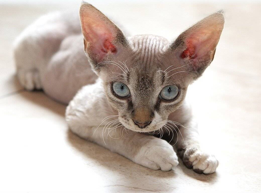 Корниш рекс кошка