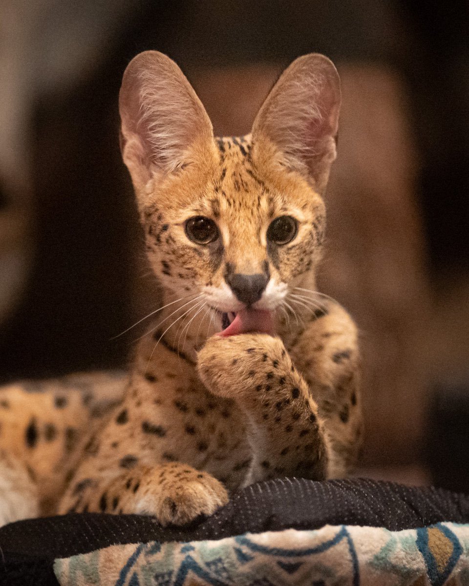 Кошка породы сервал