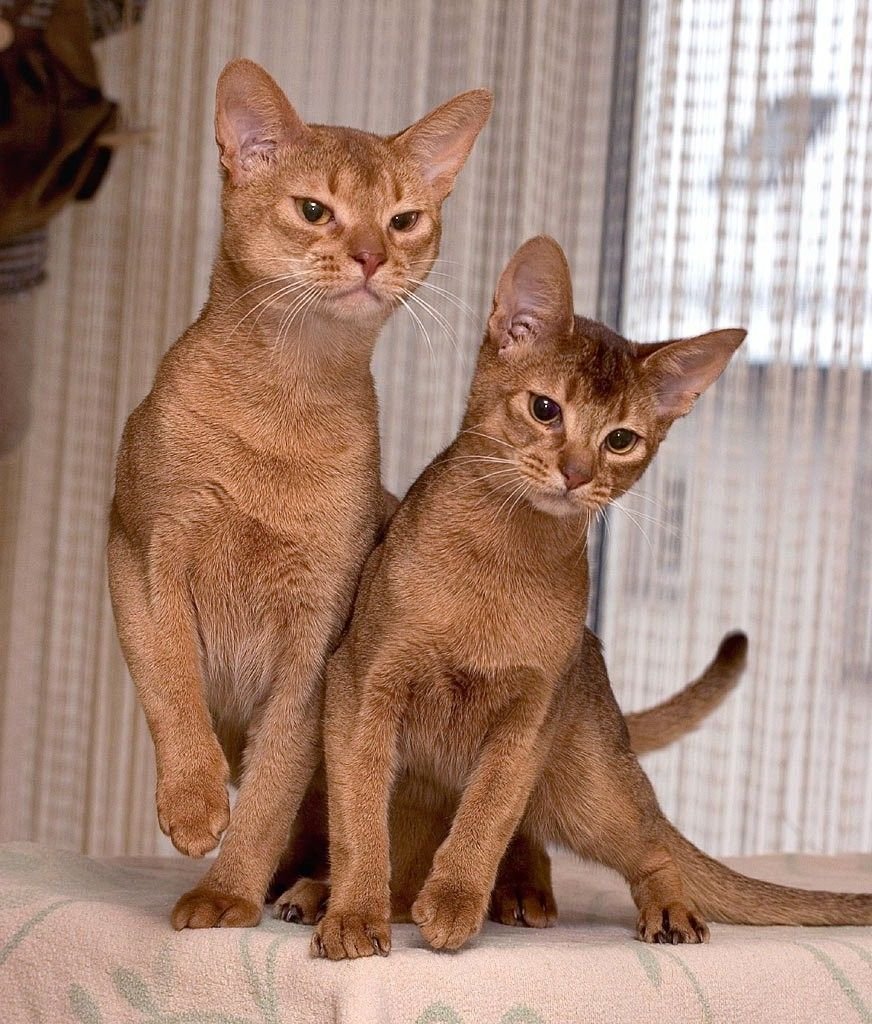 Порода кошек абессины