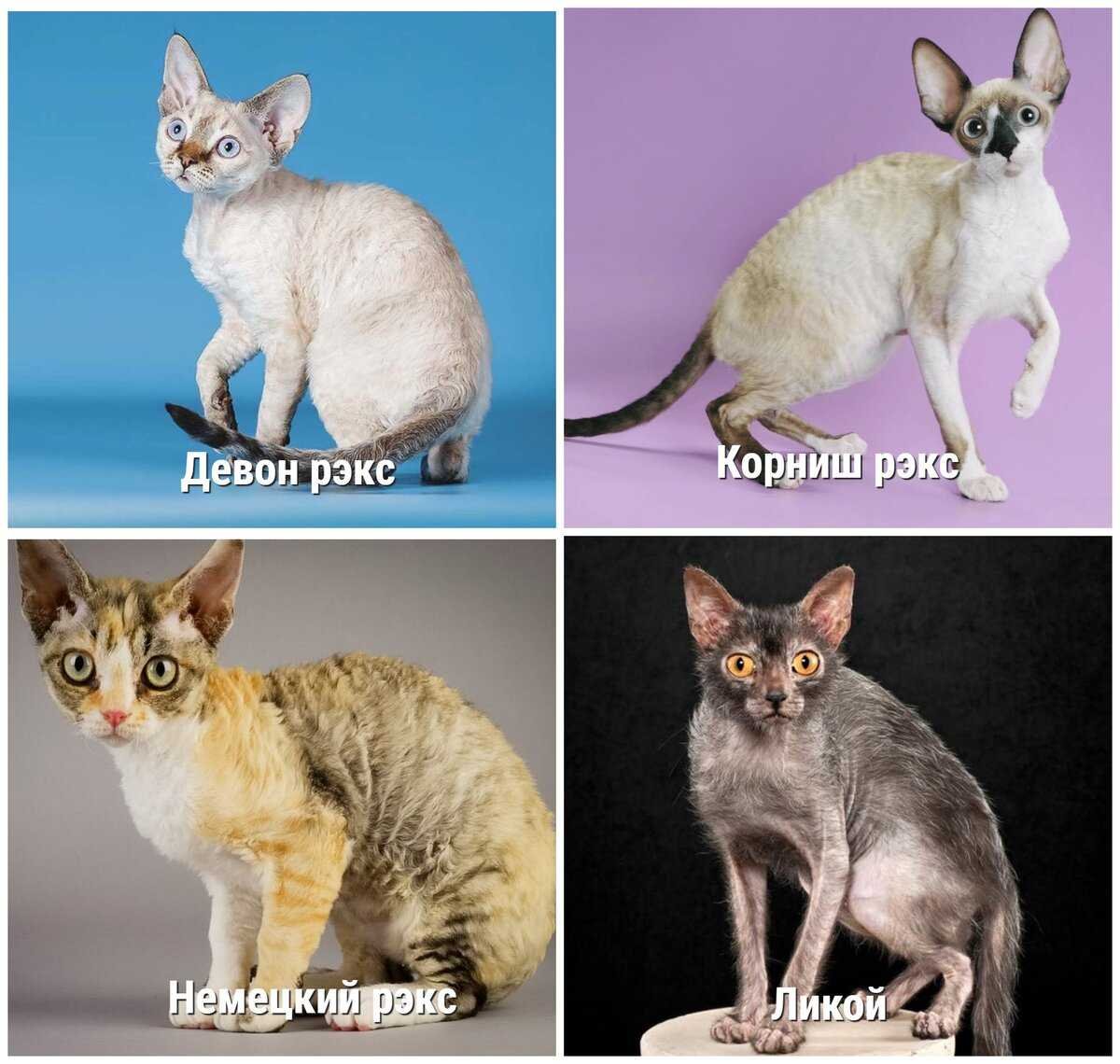 Гипоаллергенная порода кошек