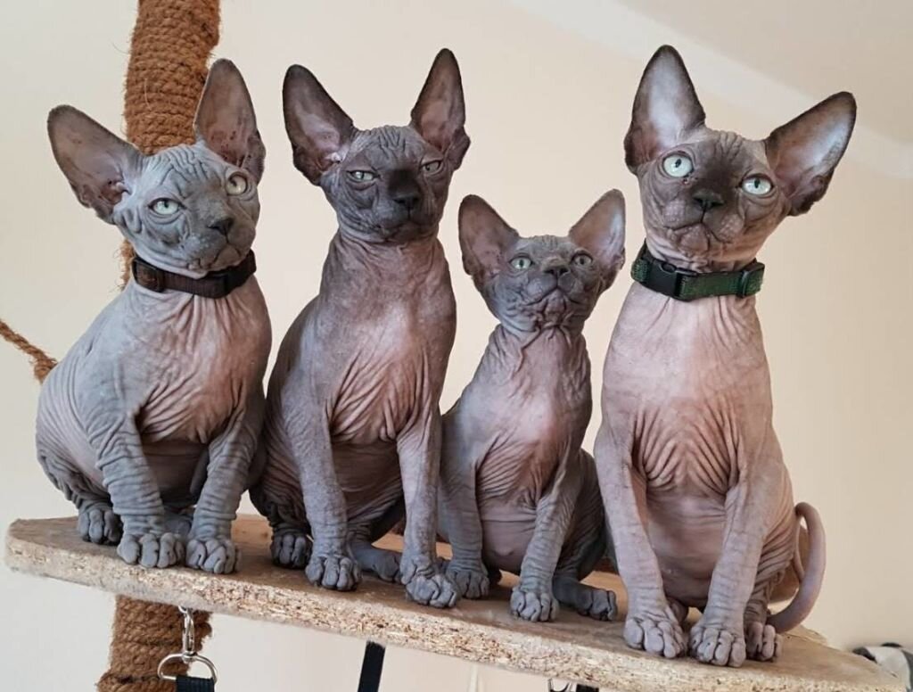 Породы безаллергенных кошек