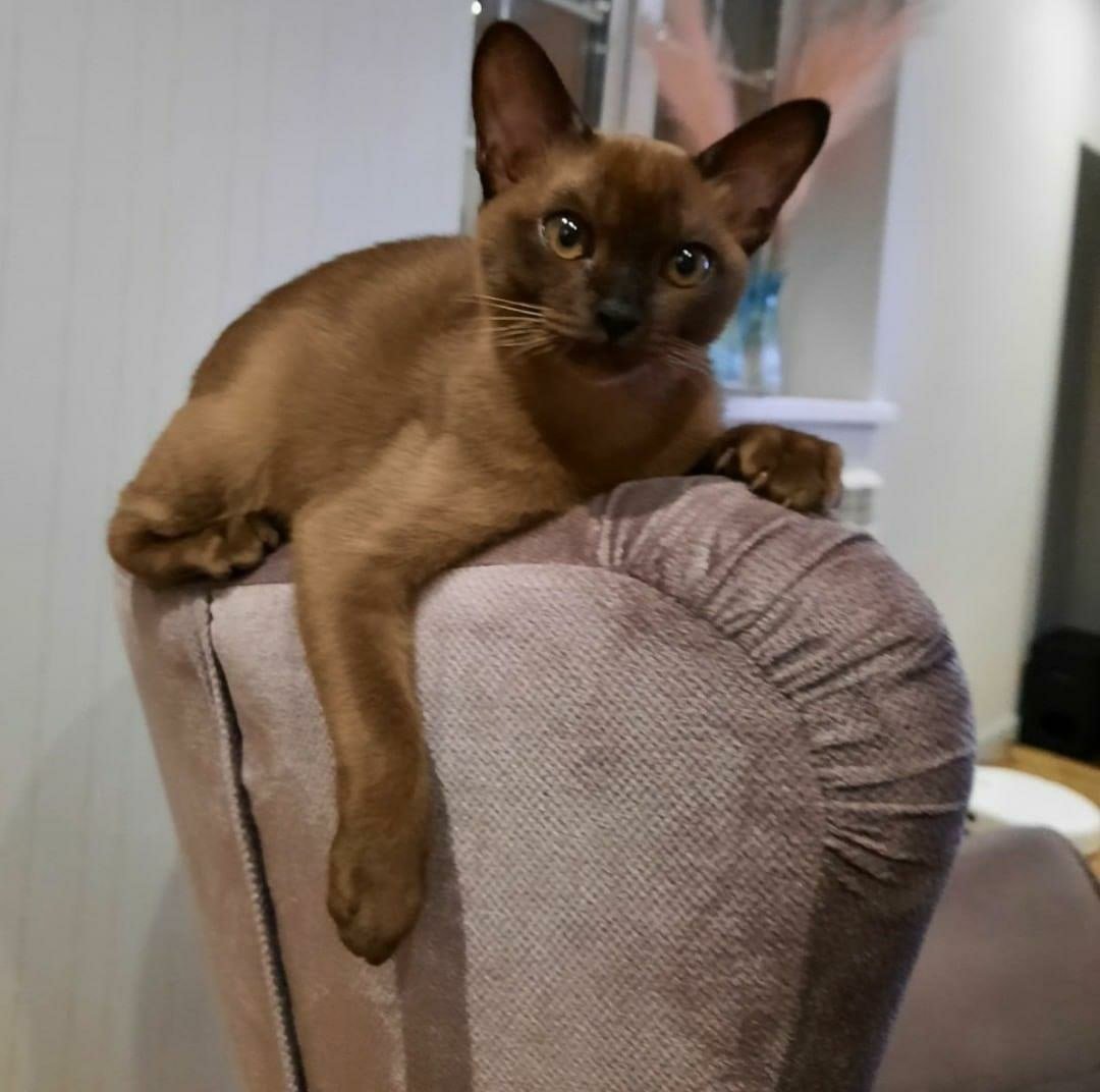 Бурманская кошка аллергичная